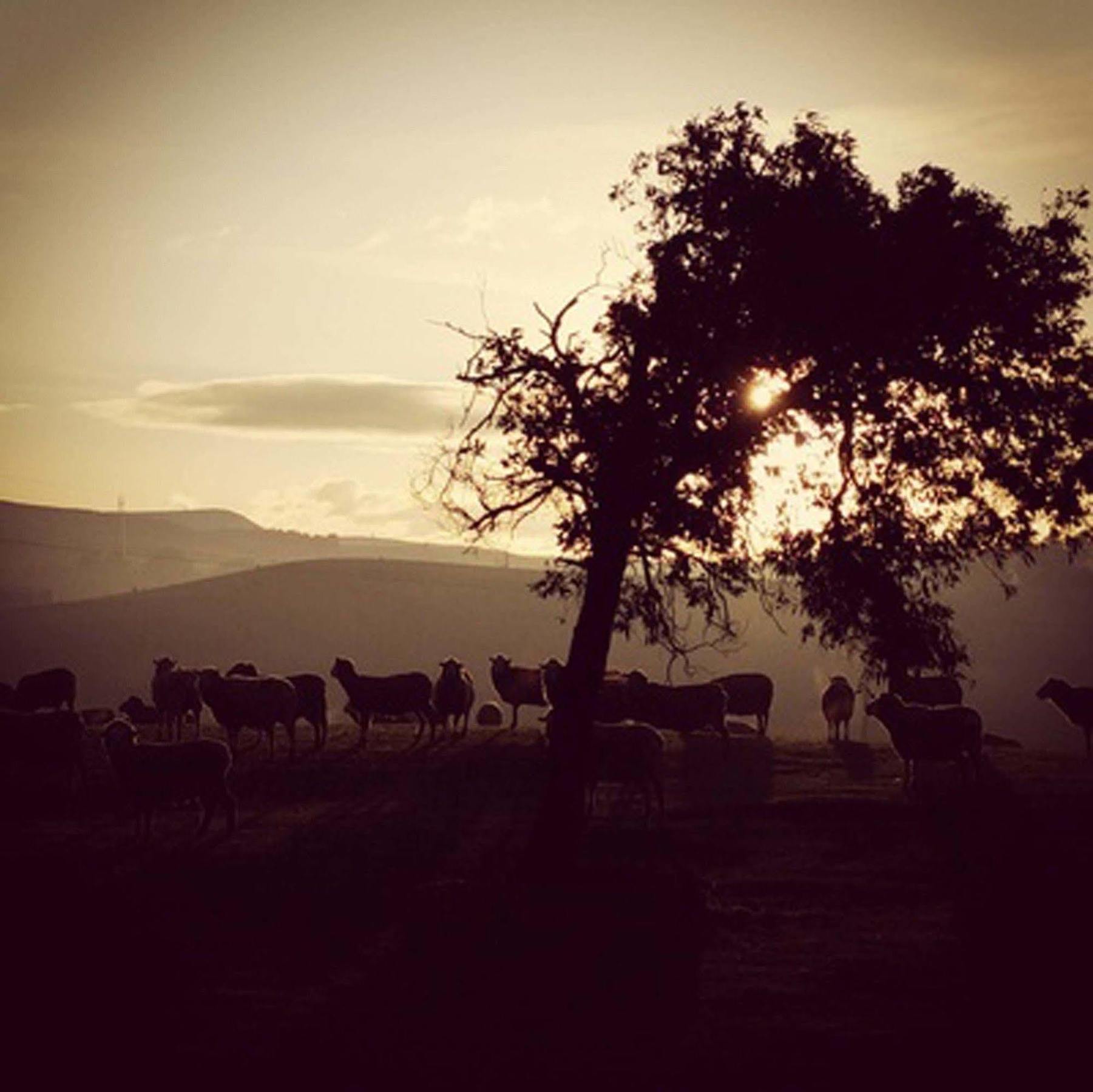 Curringa Farm Villa Meadowbank Kültér fotó